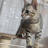 沖縄県内の方、子猫3匹里親募集 サムネイル5
