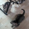 沖縄県内の方、子猫3匹里親募集 サムネイル2