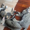 沖縄県内の方、子猫3匹里親募集 サムネイル3