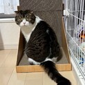 まん丸おめめ❤スコティッシュフォールド「パル」くん