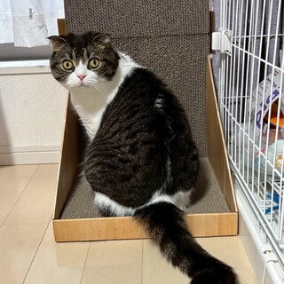 まん丸おめめ❤スコティッシュフォールド「パル」くん
