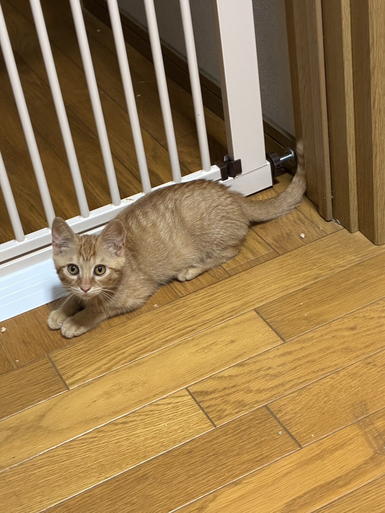 こむぎ・人間は大好きやさしい美猫の写真