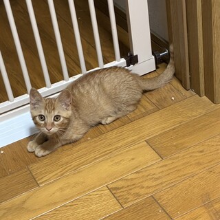 こむぎ・人間は大好きやさしい美猫
