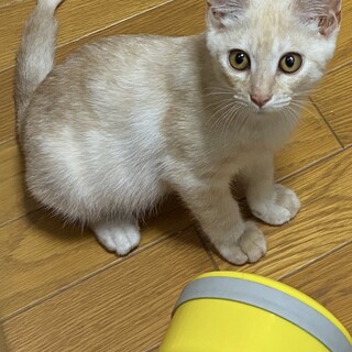 こなつ・人なっこく、抱っこすきな初心者向きな子