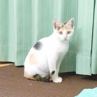 3月生まれのビビリ白ミケちゃん【譲渡検討中】