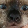 みさぴっぴ