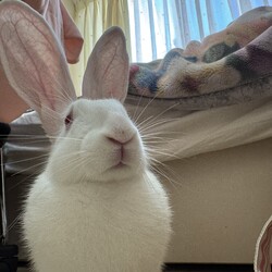 お部屋がおうち