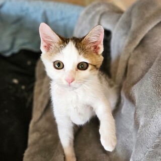 ミギくんはよく懐いてとても可愛い元気な男の子です