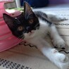 面白くて陽キャな子猫＊ミンミン サムネイル6