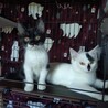面白くて陽キャな子猫＊ミンミン サムネイル5