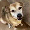 かわいいお顔のおじぃワン【大地くん】