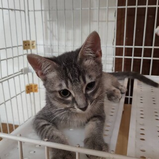 愛らしい子です。