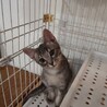 愛らしい子です。 サムネイル2