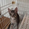 愛らしい子です。 サムネイル3
