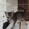 愛らしい子です。 サムネイル4