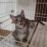 愛らしい子です。 サムネイル5