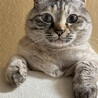 甘えん坊の女の子 サムネイル2