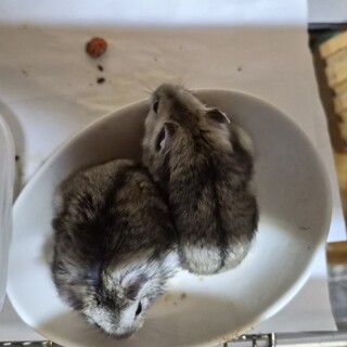 ハムスターの里親