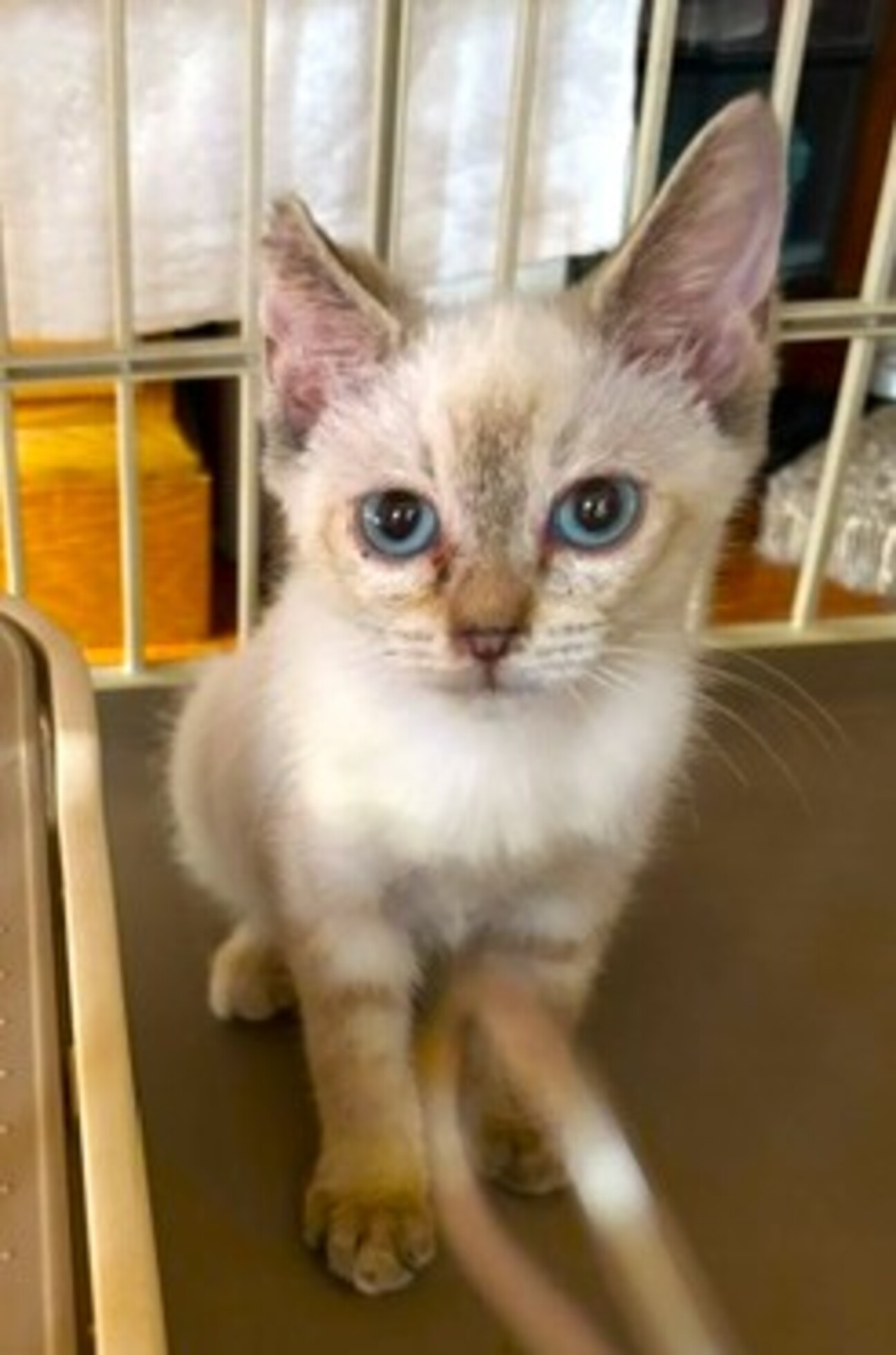 シャム風のかわい子ニャン♪ひとみちゃん3ヶ月の写真