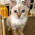 シャム風のかわい子ニャン♪ひとみちゃん3ヶ月