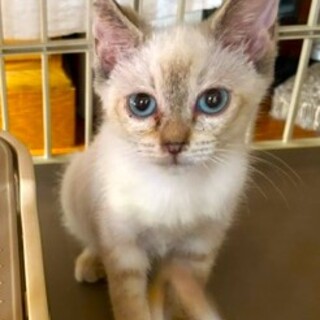 シャム風のかわい子ニャン♪ひとみちゃん3ヶ月