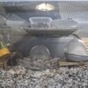 ハムスターの里親 サムネイル2