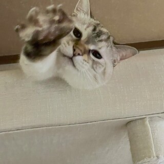 元気いっぱいで甘えん坊の女の子