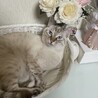 元気いっぱいで甘えん坊の女の子 サムネイル2