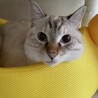 元気いっぱいで甘えん坊の女の子 サムネイル4