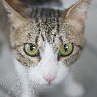 猫白血病キャリアのマー君　幸せになりたい！