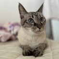 シャムmixの男の子です