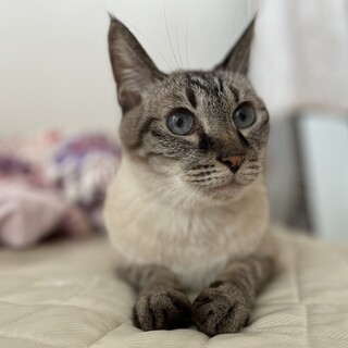 シャムmixの男の子です