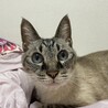シャムmixの男の子です サムネイル2