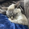 シャムmixの男の子です サムネイル5