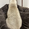 シャムmixの男の子です サムネイル6