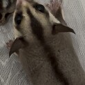 フクロモモンガ︎︎  (メス)里親募集中！