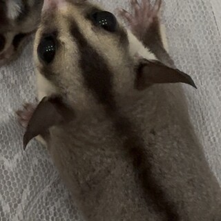 フクロモモンガ︎︎  (メス)里親募集中！