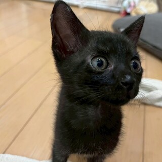 黒猫の子猫！おっとりで甘えん坊さん