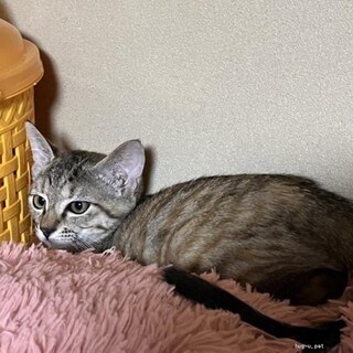 美猫　まゆちゃん