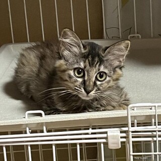 美猫　まきちゃん