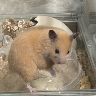 キンクマハムスター里親募集