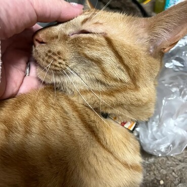 3歳のラジャー☆とにかくおしゃべりで甘えん坊さん♪お手とイェイもしてくれます。お返事も出来ます！