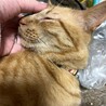 3歳のラジャー☆とにかくおしゃべりで甘えん坊さん♪お手とイェイもしてくれます。お返事も出来ます！
