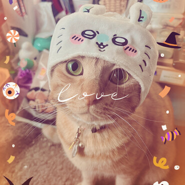 5歳のラジャー☆ハロウィンだから被せてみたけど、すぐに取られてしまい…奇跡の1枚です☆