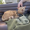 ラジャー6歳☆お天気の良い日にちょっとお散歩へ…。でも完全室内猫だから、全然落ち着かなくて…結局5分もしないで帰りました(泣)ラジャーごめんね？