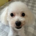 まんまるお目々の甘え上手なトイプの男の子