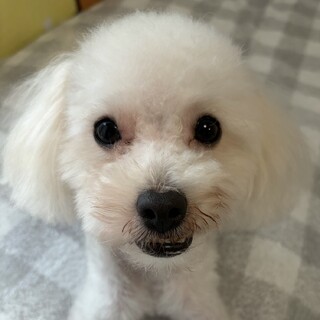 まんまるお目々の甘え上手なトイプの男の子