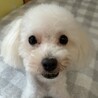 まんまるお目々の甘え上手なトイプの男の子