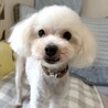 まんまるお目々の甘え上手なトイプの男の子