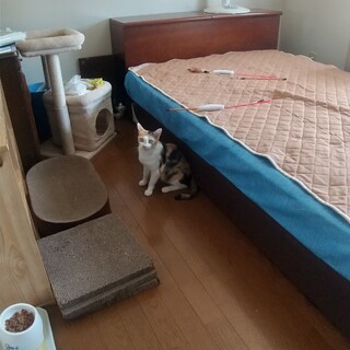 遊ぶの大好き！ 母猫+子猫3匹